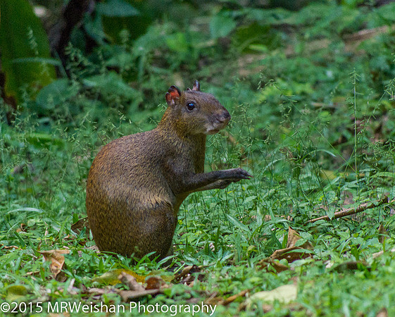 Agouti