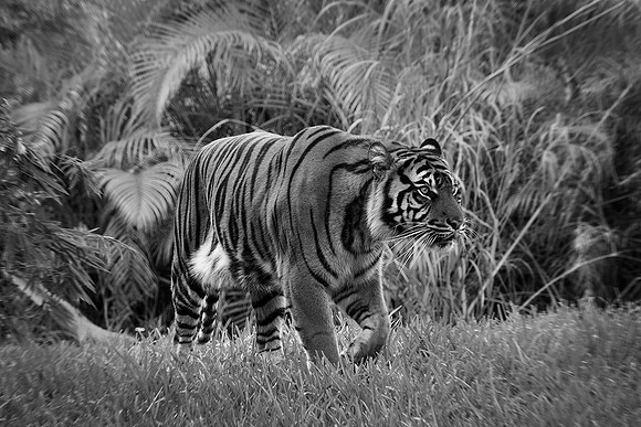 Tiger on the Prowl